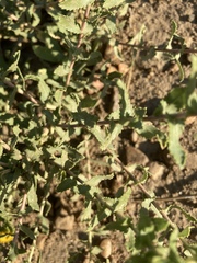 Grindelia subalpina