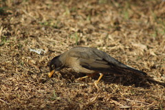 Turdus falcklandii