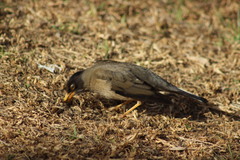 Turdus falcklandii