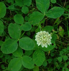 Trifolium repens