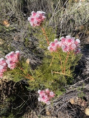 Serruria rosea