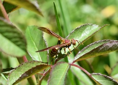 Polistes instabilis