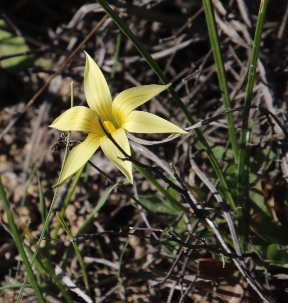 Romulea monticola, Avonduur Nature Reserve w of road