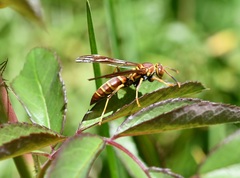 Polistes instabilis