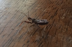 Acholla multispinosa