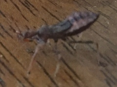 Acholla multispinosa