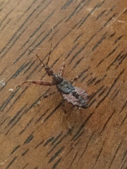 Acholla multispinosa