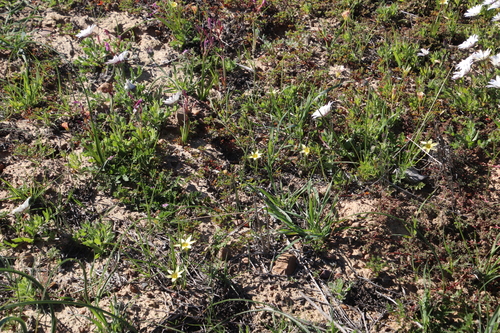 Image of Romulea monticola by (c) Tony Rebelo, some rights reserved (CC BY-SA)