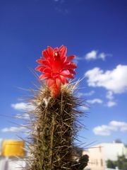 Cleistocactus
