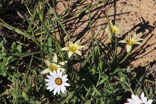 Image of Romulea monticola by (c) Tony Rebelo, some rights reserved (CC BY-SA)