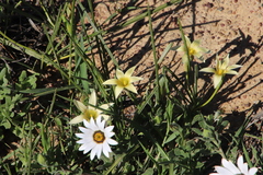 Romulea monticola