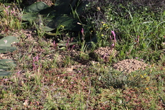 Hesperantha pauciflora