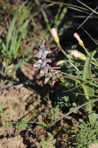 Image of Lachenalia obscura by (c) Tony Rebelo, some rights reserved (CC BY-SA)