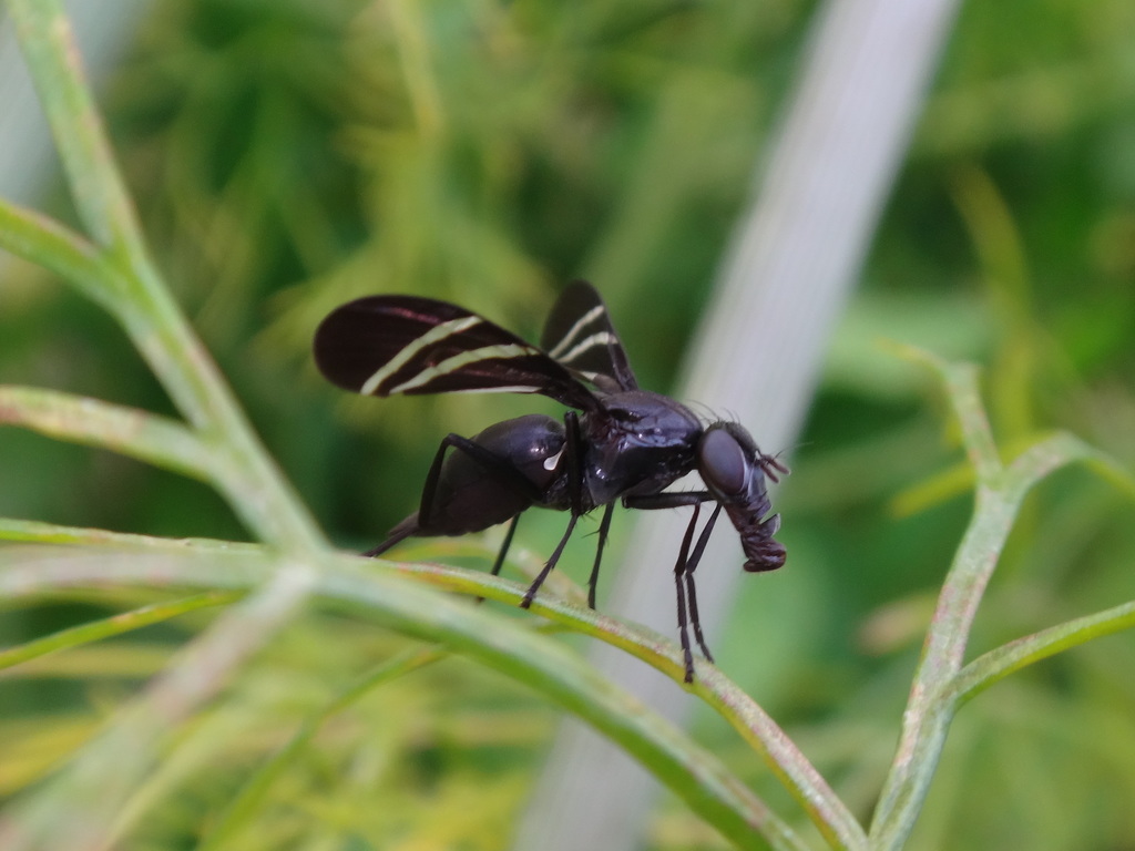 Black Onion Fly
