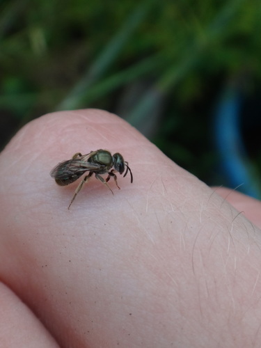 Epaulette Metallic Sweat Bee