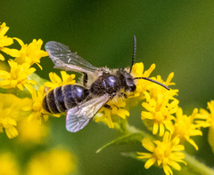 Cnemidandrena
