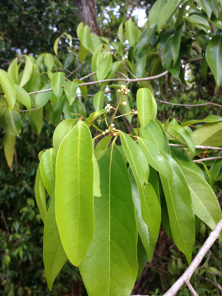 Lancewood