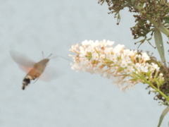 Macroglossum stellatarum