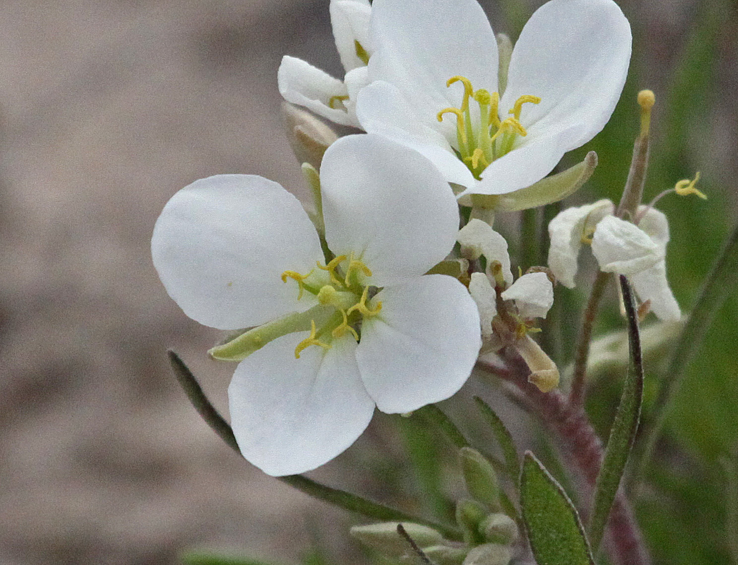 Nerisyrenia camporum