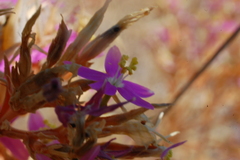 Centaurium quadrifolium
