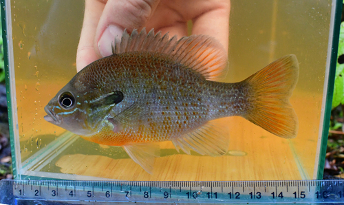 Redbreast Sunfish