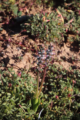 Image of Lachenalia obscura by (c) Tony Rebelo, some rights reserved (CC BY-SA)