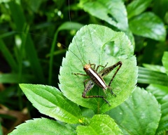 Eneoptera surinamensis