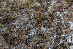 Frankenia pulverulenta