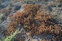 Frankenia pulverulenta