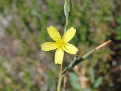 šalát prútnatý (Lactuca viminea)