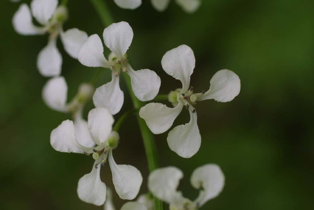 Iodanthus