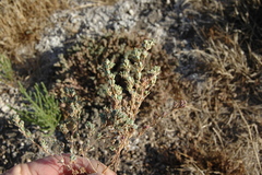 Frankenia pulverulenta
