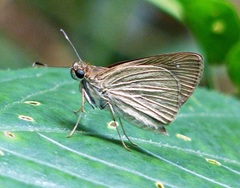 Cobalopsis nero