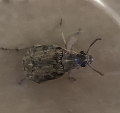 Algarobius prosopis
