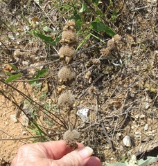 Monarda punctata