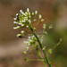 Garlic Penny-Cress - Photo (c) Tom Potterfield, some rights reserved (CC BY-NC-SA)