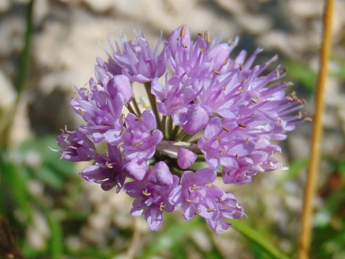 cesnak sivkastý horský (Allium lusitanicum)