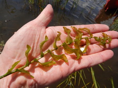 Potamogeton richardsonii