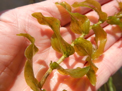 Potamogeton richardsonii