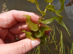 Potamogeton richardsonii