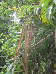 Tecoma stans