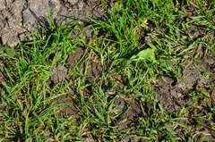 Oreina cacaliae