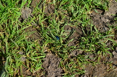 Oreina cacaliae