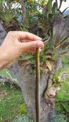 Dendrophidion bivittatus