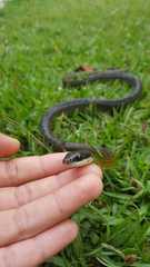 Dendrophidion bivittatus