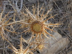 Carlina lanata