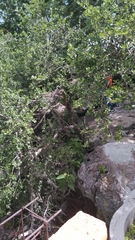 Agonandra obtusifolia