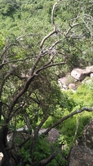 Agonandra obtusifolia