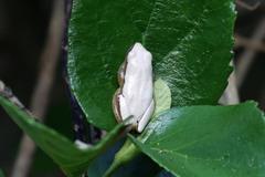 Afrixalus fornasini