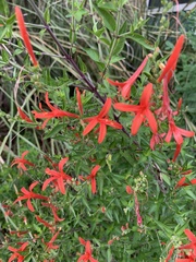Anisacanthus